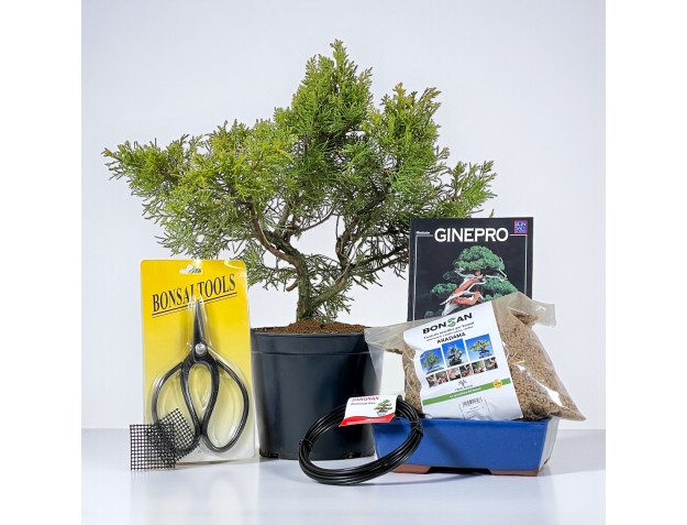 Kit de inicio Juniperus chinensis 2