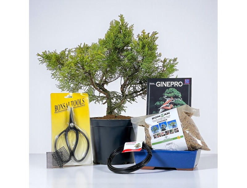 Kit de démarrage Juniperus chinensis