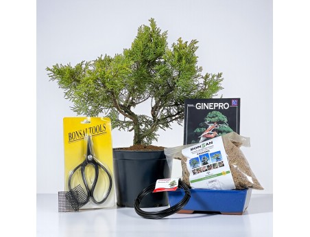 Start kit Juniperus chinensis