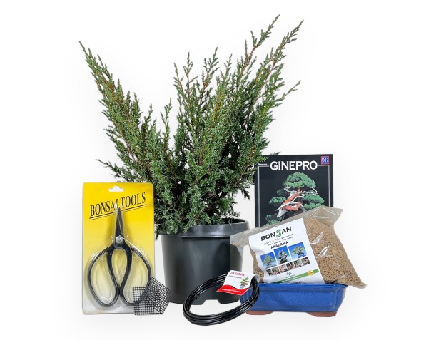 Kit de inicio Juniperus chinensis blaauw