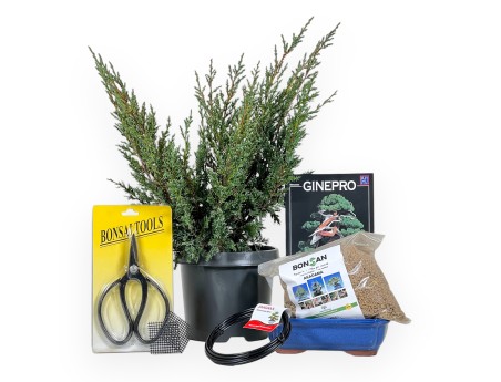 Start kit Juniperus chinensis blaauw