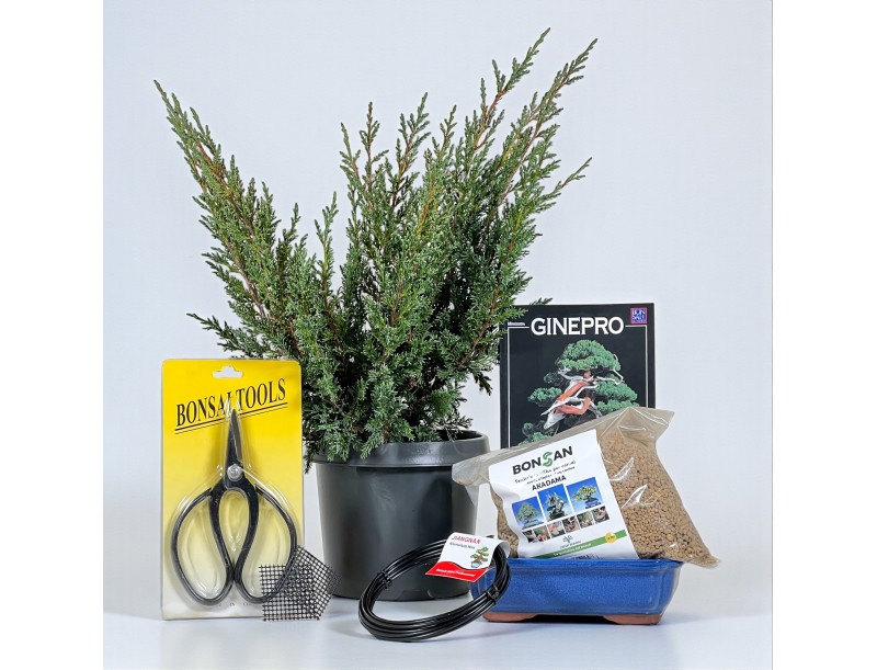 Kit de démarrage Juniperus chinensis blaauw