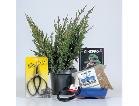 Kit start Juniperus chinensis blaauw