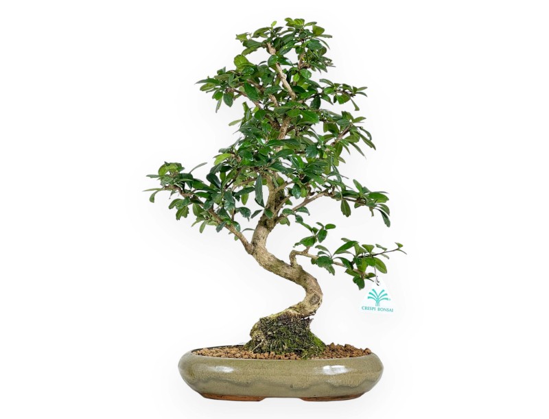 45 cm großer Carmona-Bonsai | Ovaler, olivgrüner Topf