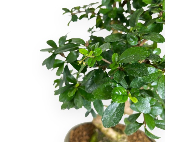 45 cm großer Carmona-Bonsai | Ovaler, olivgrüner Topf 2