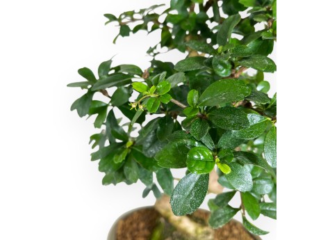 Bonsaï de Carmona de 45 cm | Pot ovale vert olive