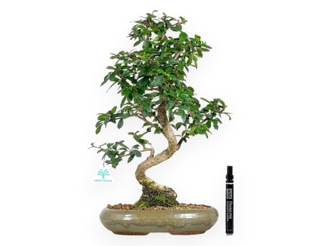 Bonsái de Carmona de 45 cm | Maceta ovalada de color verde oliva