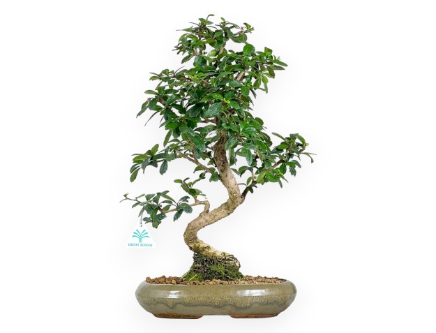 45 cm großer Carmona-Bonsai | Ovaler, olivgrüner Topf
