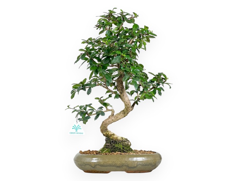45 cm großer Carmona-Bonsai | Ovaler, olivgrüner Topf