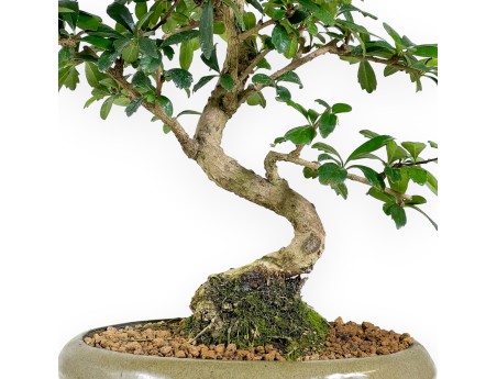 Carmona bonsai van 45 cm | Ovaal olijfgroen pot