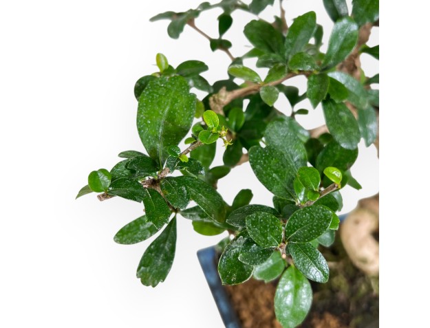 Carmona bonsai, 48 cm | Blue rectangular pot 2
