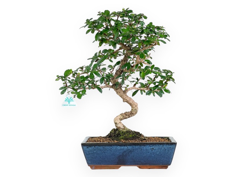 Carmona bonsai von 48 cm | Rechteckiger blau Topf