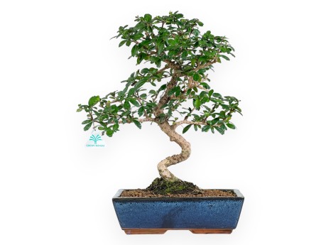 Carmona bonsai, 48 cm | Blue rectangular pot