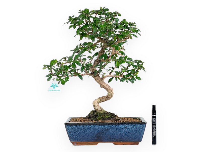 Carmona bonsai von 48 cm | Rechteckiger blau Topf