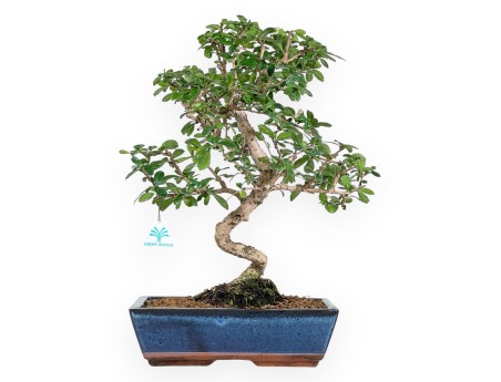 Carmona bonsai von 48 cm | Rechteckiger blau Topf