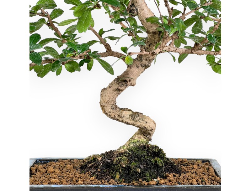 Carmona bonsai von 48 cm | Rechteckiger blau Topf