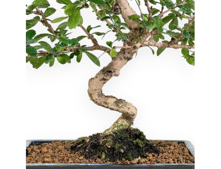Carmona bonsai von 48 cm | Rechteckiger blau Topf