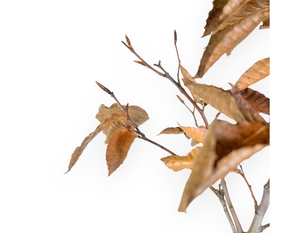 Japanese beech bonsai 67 cm | Blue cloud pot 2