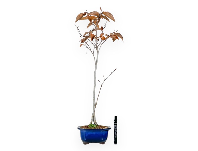 Buche Bonsai von 67 cm | Wolke blau Topf