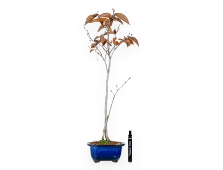Japanese beech bonsai 67 cm | Blue cloud pot