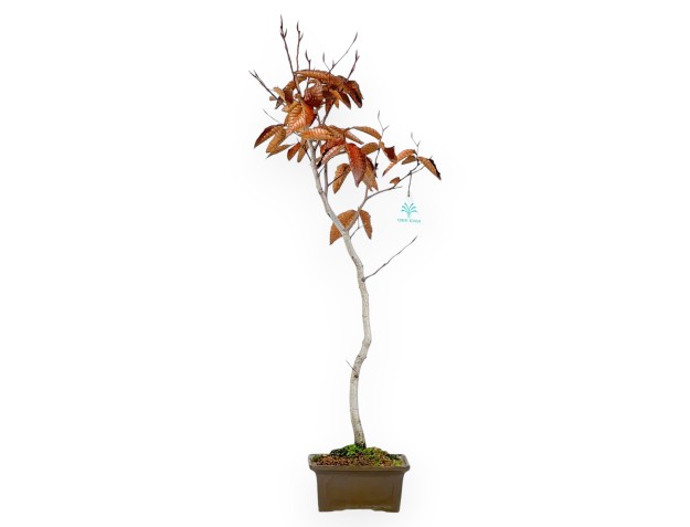 Bonsaï de hêtre de 65 cm | Pot carré en grès