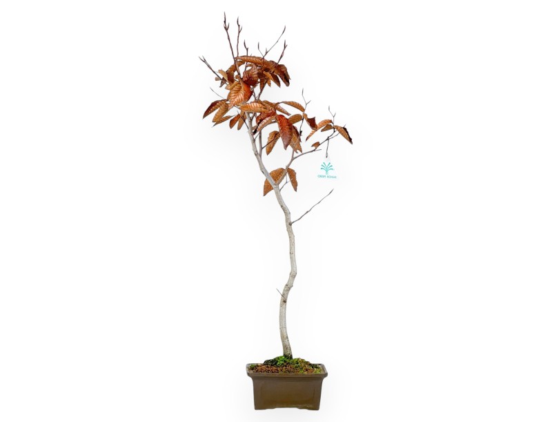Beuk bonsai van 65 cm | Vierkant ongeglazuurde pot