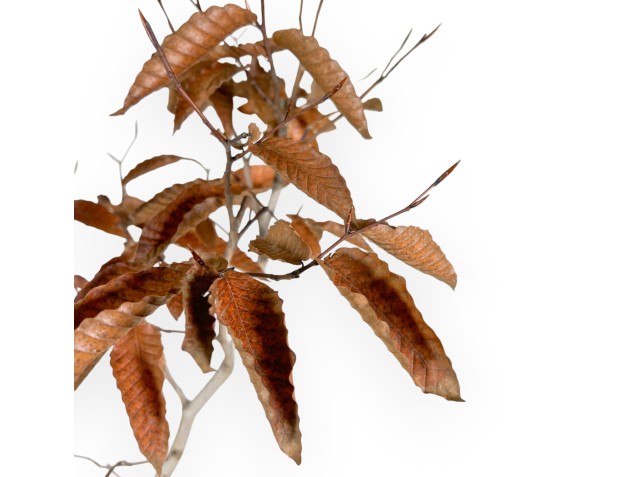 Buche Bonsai von 65 cm | Quadratisch Steingut Topf 2