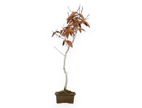 Bonsaï de hêtre de 65 cm | Pot carré en grès