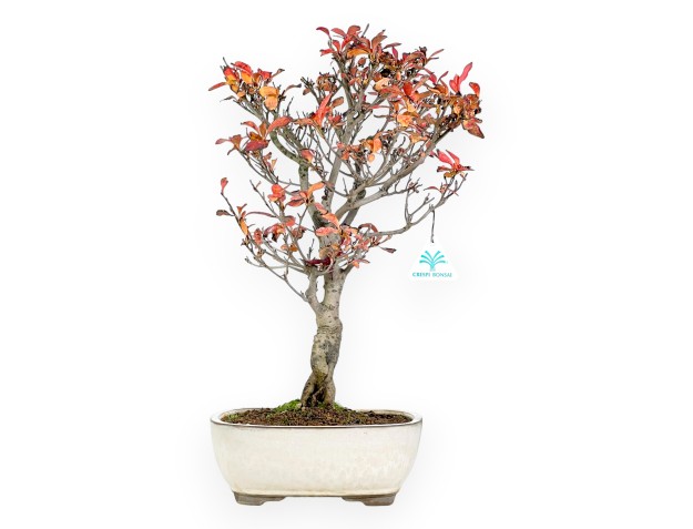Bonsai di Enkianthus da 48 cm | Vaso rettangolare beige