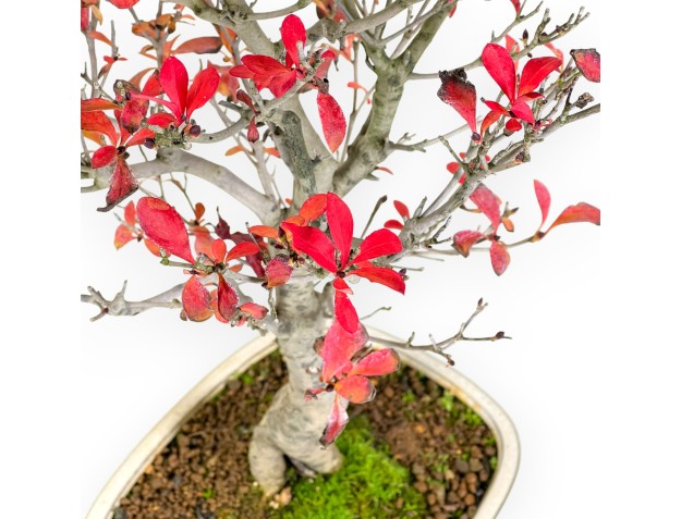 Bonsai di Enkianthus da 48 cm | Vaso rettangolare beige 2