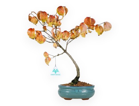 Cornouiller bonsaï de 38 cm | Pot ovale turquoise