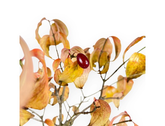 Cornouiller bonsaï de 38 cm | Pot ovale turquoise 2