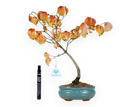 Kornoelje bonsai van 38 cm | Ovaal turquoise pot