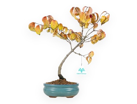 Kornoelje bonsai van 38 cm | Ovaal turquoise pot