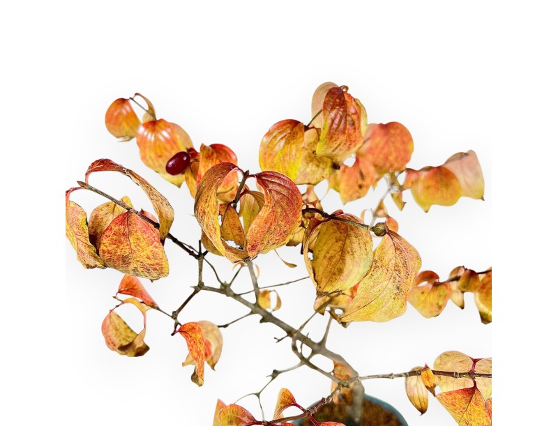 Dogwood bonsai 38 cm | Turquoise oval pot