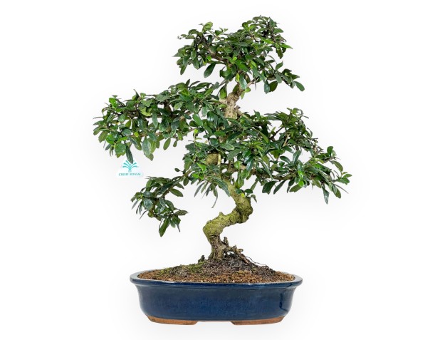 Carmona bonsái de 55 cm | Maceta oval azul oscuro