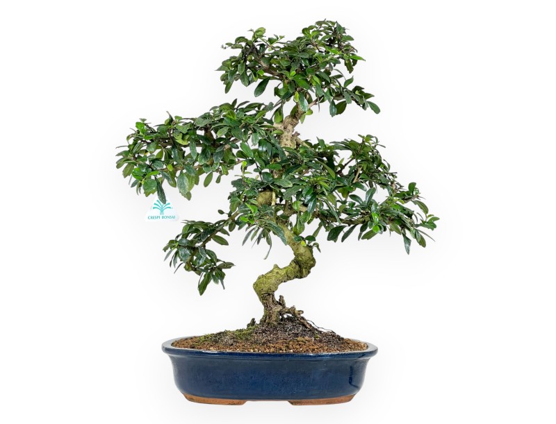 Carmona bonsái de 55 cm | Maceta oval azul oscuro