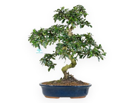 Carmona bonsái de 55 cm | Maceta oval azul oscuro