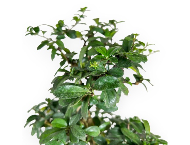 Carmona bonsaï de 55 cm | Pot ovale bleu foncé 2