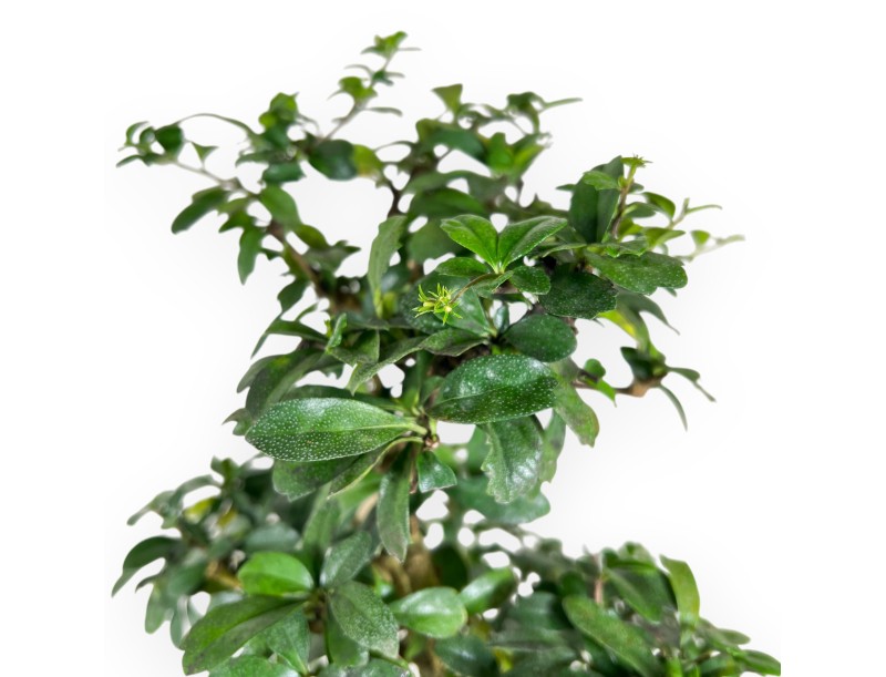 Carmona bonsaï de 55 cm | Pot ovale bleu foncé