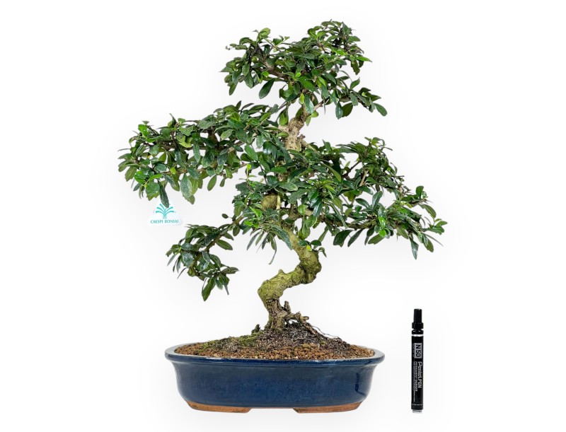 Carmona bonsái de 55 cm | Maceta oval azul oscuro