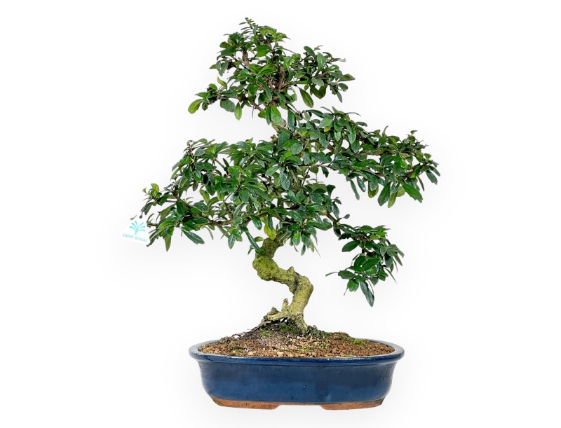 Carmona bonsai van 55 cm | Ovaal donkerblauw pot