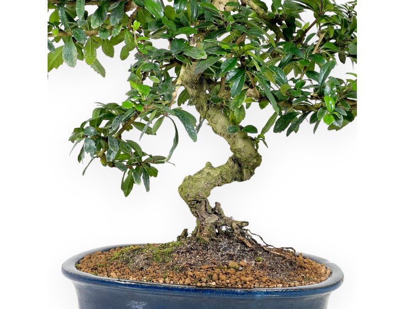Bonsai di Carmona da 55 cm | Vaso ovale blu scuro