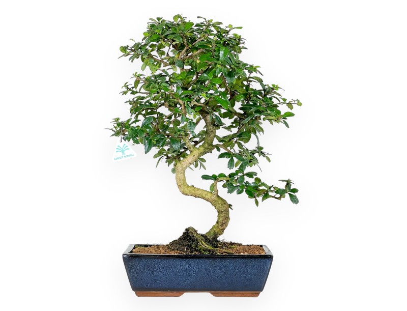 Bonsai di Carmona da 54 cm | Vaso rettangolare blu