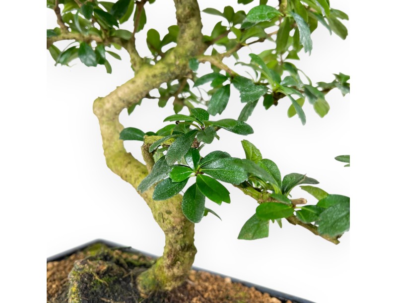 Carmona bonsai van 54 cm | Rechthoekige blauw pot