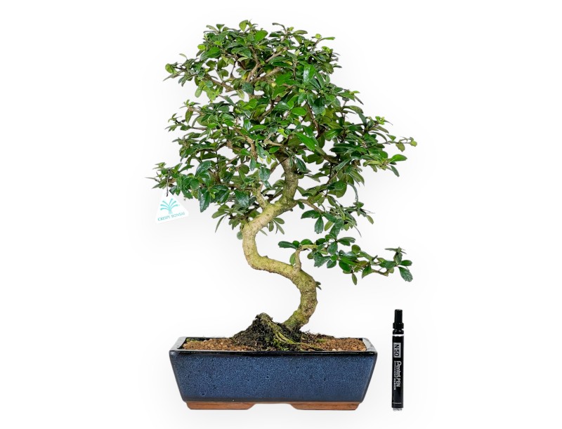 Carmona bonsaï de 54 cm | Pot rectangulaire bleu