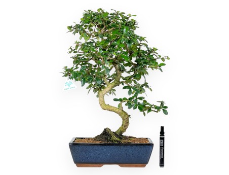 Carmona bonsái de 54 cm | Maceta rectangular azul