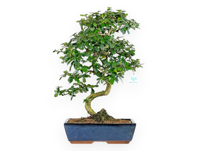 Carmona bonsai von 54 cm | Rechteckiger blau Topf
