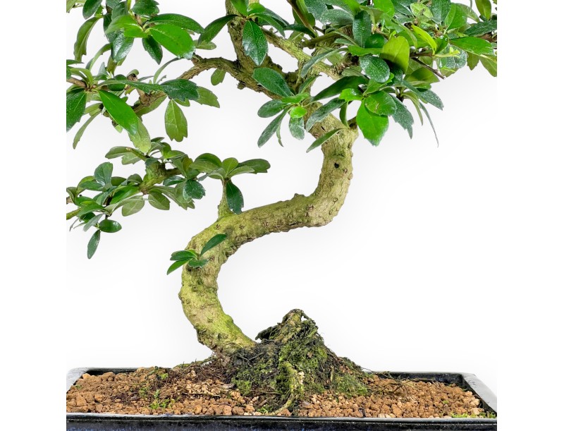 Carmona bonsai 54 cm | Blue rectangular pot