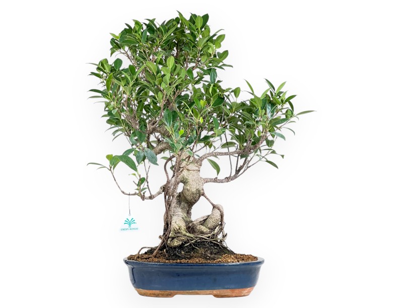 Bonsai di ficus da 61 cm | Vaso ovale blu